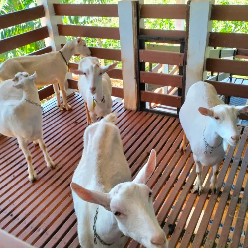 Cabras leiteiras e Ovinos reprodutores