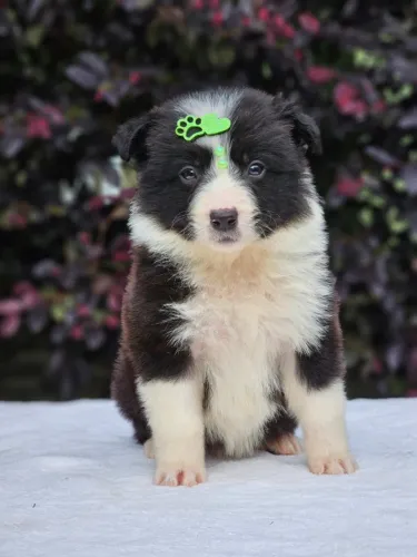 Border Collie | Entrega em Goiânia dia 24/11 e 08/12