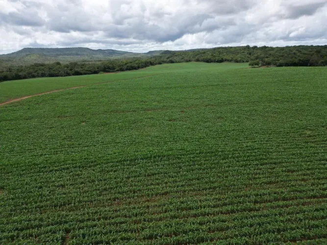 Fazenda á venda no Piauí com 1.350 hectares, sendo 200 ha para lavoura, aceita permuta at