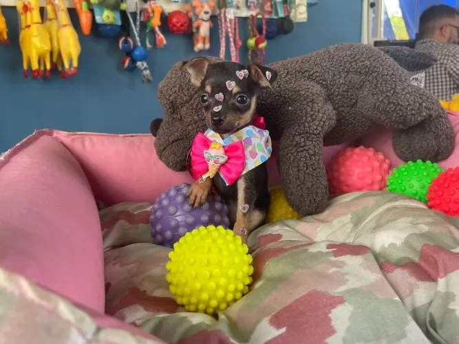 Filhote de Pinscher Miniatura - Encantador!