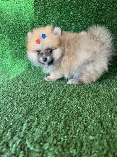 Lulu da pomerania macho - caramelo cor espetacular 
