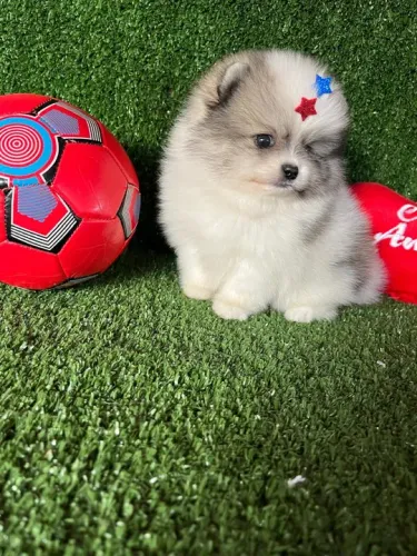 Lulu da pomerania duas cores - bicolor