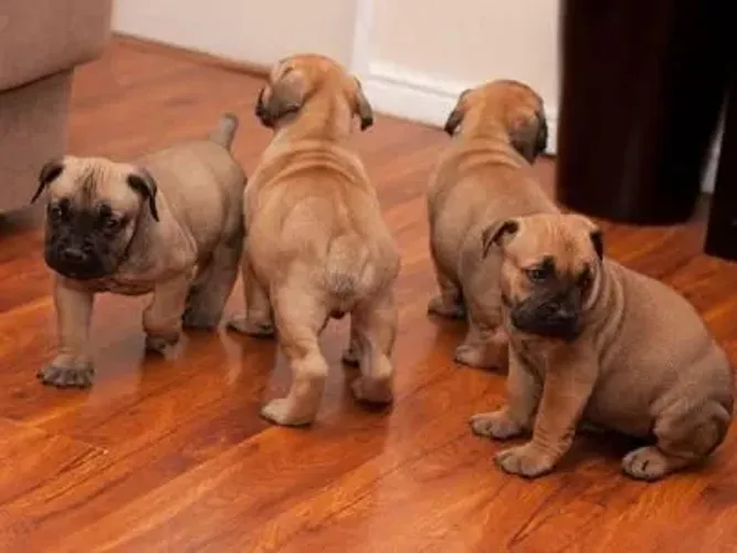 Fila Brasileiro disponível! 