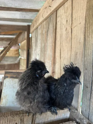 Casal de sedosa 5 meses