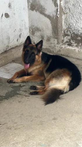 Vendo pastor alemão 