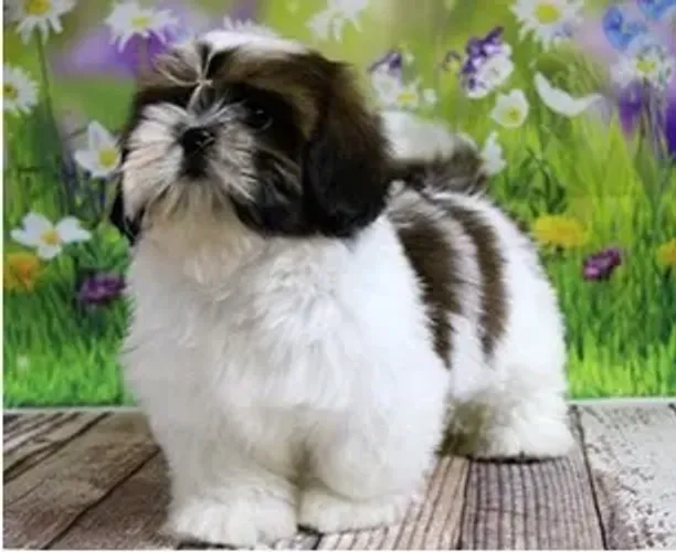 Shih-Tzu Macho Golden: Um Companheiro Único e Especial!