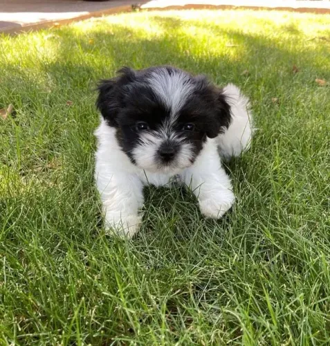 Filhotes de Shih tzu | Filhotes de aparência impecável!