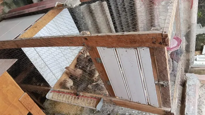 Codornas, e kit de energia pra chocadeira