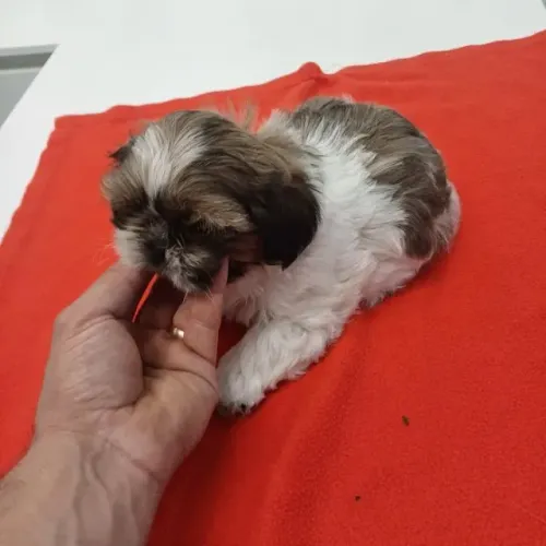Shih tzu Afetuoso, brincalhão, sociável, inteligente 