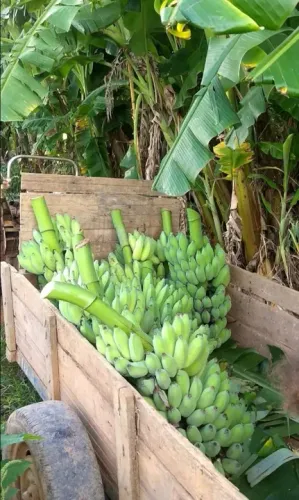 Muda de banana prata embrapa pacovan