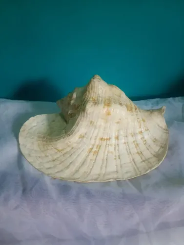 Concha grande marinha strombus orelha elefante