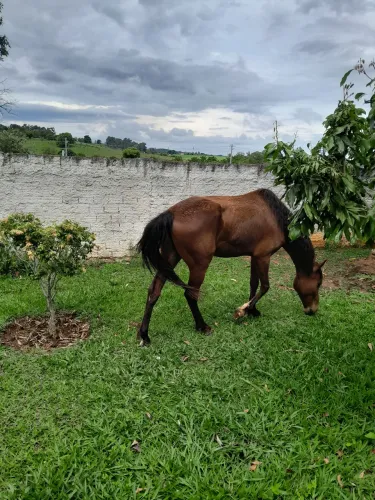 Vende se cavalo de 5 anos domado