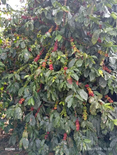 Fazenda de café próximo Coromandel
