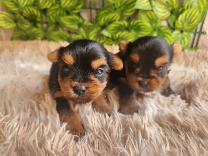 Yorkshire Terrier. Filhotes para reserva 