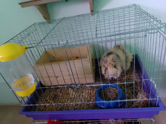 Porquinho da índia macho 