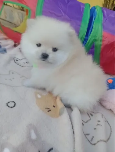     Lulu da Pomerânia Filhote Disponível com Garantia de Saúde