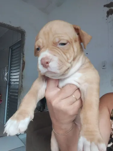 Vendo Pitbull