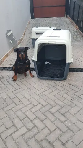 Caixa de transporte grande para cachorro. N° 8. Produto novo sem uso. Padrão IATA avião