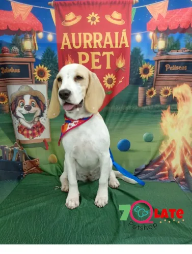 Venda de cachorro