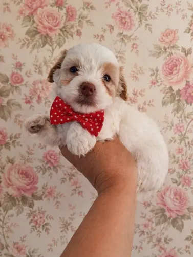 Vende se filhote Poodle