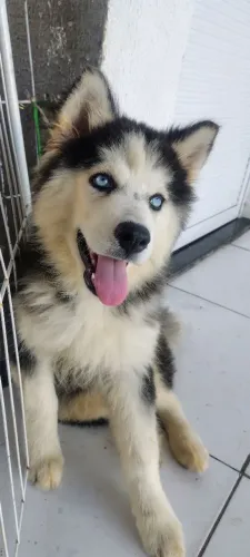 Husky siberiano wolly 3 meses fêmea