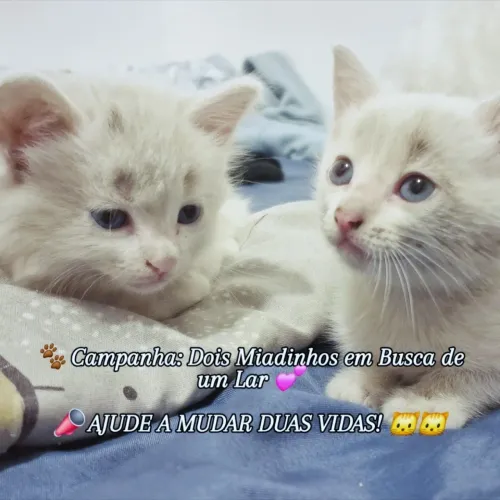 Para adoção responsave. Duas gatas, irmãs, filhotes, castradas, vermifugadas e vacinadas. 