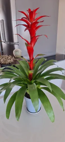 Bromélia natural