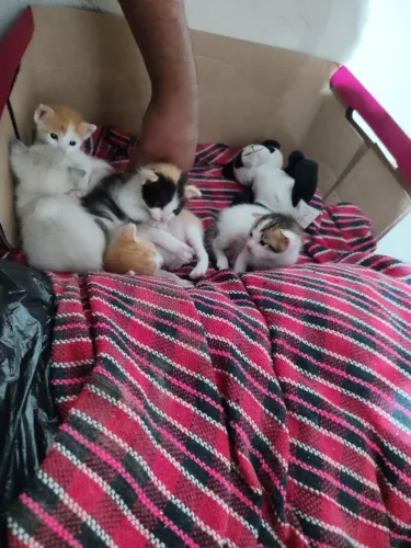 Doação de filhotes de gatinhos