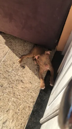 Vendo cachorra pitbull