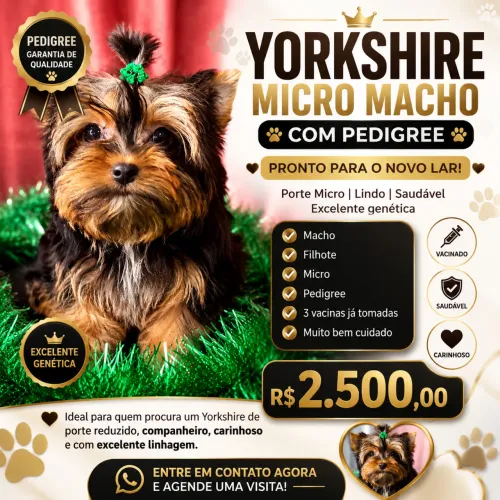 ?Yorkshire micro Macho com Pedigree | 3 Vacinas | Pronto para Entrega | R$ 2.500?