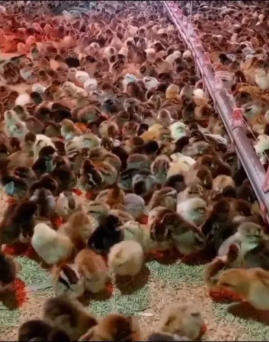 Distribuidor de Aves de 1 dia