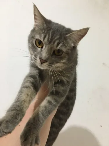 Doa-se gatinhos
