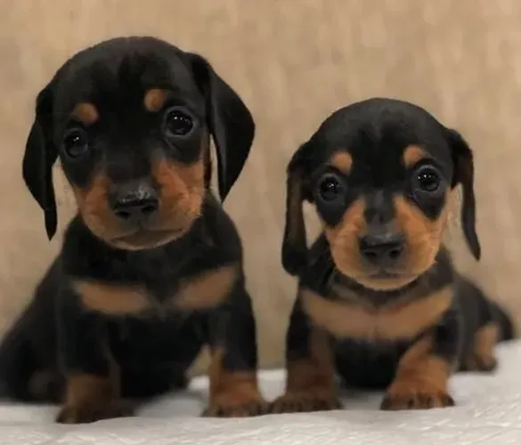 Cachorro filhote dachshund/teckel/basset/salsicha/cofap inteligente