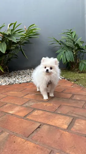Lulu da Pomerania anao