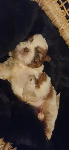 Shih tzu macho Fígado