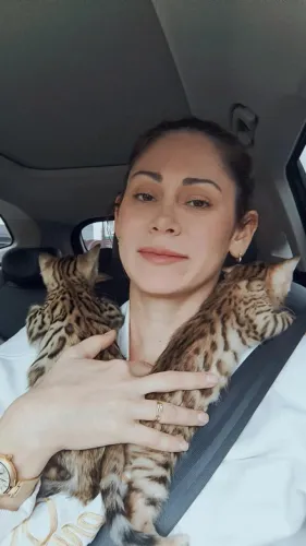 Gato de bengala " bengal"