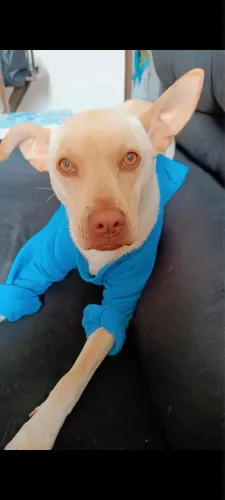 Doação de cachorro urgente 