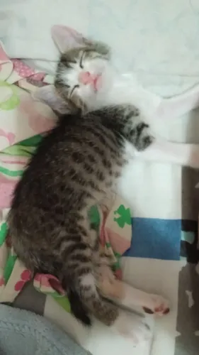 Gato pra adoção 