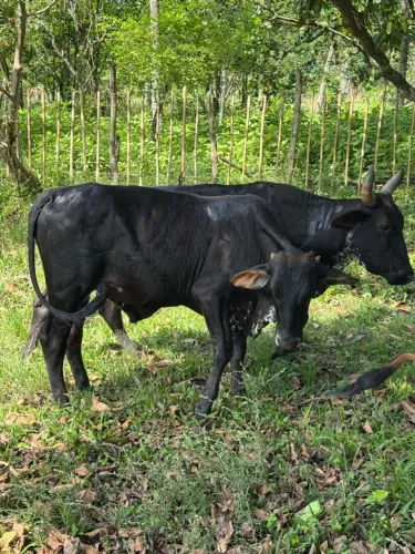 Lote com 6 cabeças de gado