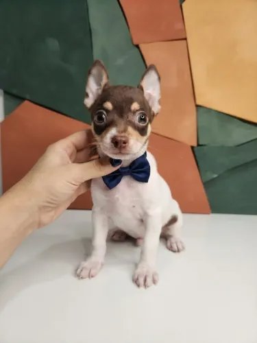 Pinscher Menino Pequeno que Cabe no Coração
