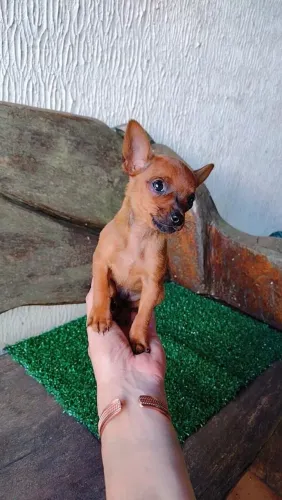 Pinscher zero, Pincher 0