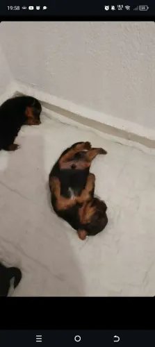 Yorkshire Terrier legítimos