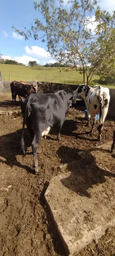 Gado misto gi e girolando Nelore quatro vacas de 7 para 8 meses uma vaca parida uma nov