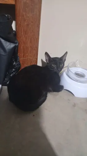 Doação de gata preta