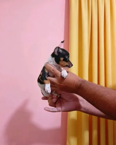 Pinscher Mini Disponível Hoje