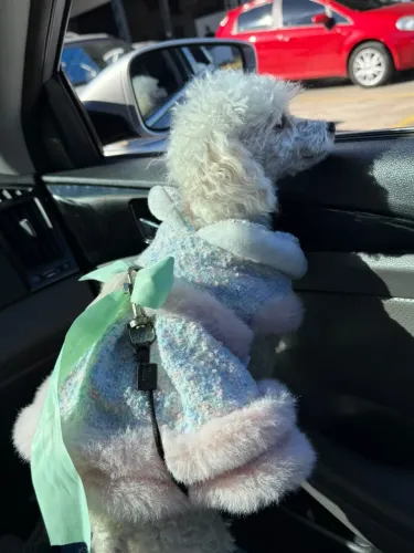 Poodle fêmea micro toy