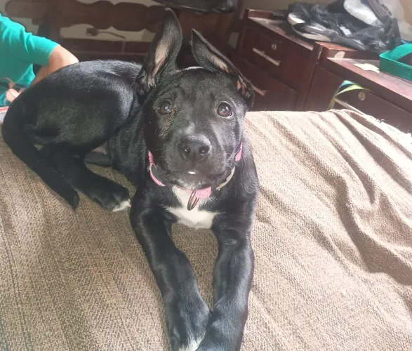 Filhote femea mix American Bully/Malinois