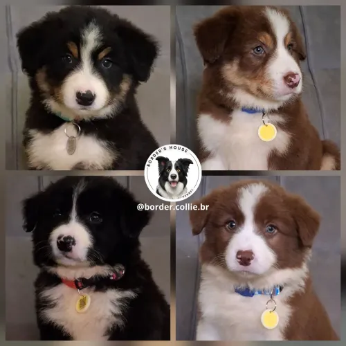 Border collie disponíveis pedigree cbkc e pais testados