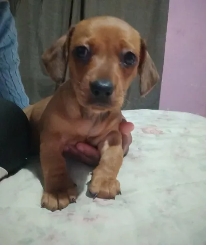 Vande-se machinho dachshund Basset
