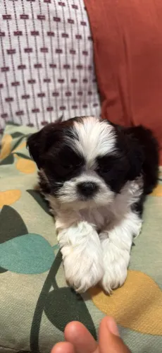 Vende-se filhote de shih tzu macho